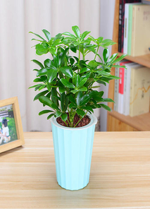 宁波江北盆景租摆专业 宁波江北盆景租摆专业