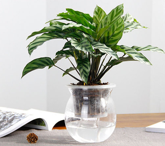 慈溪花木出租服务好